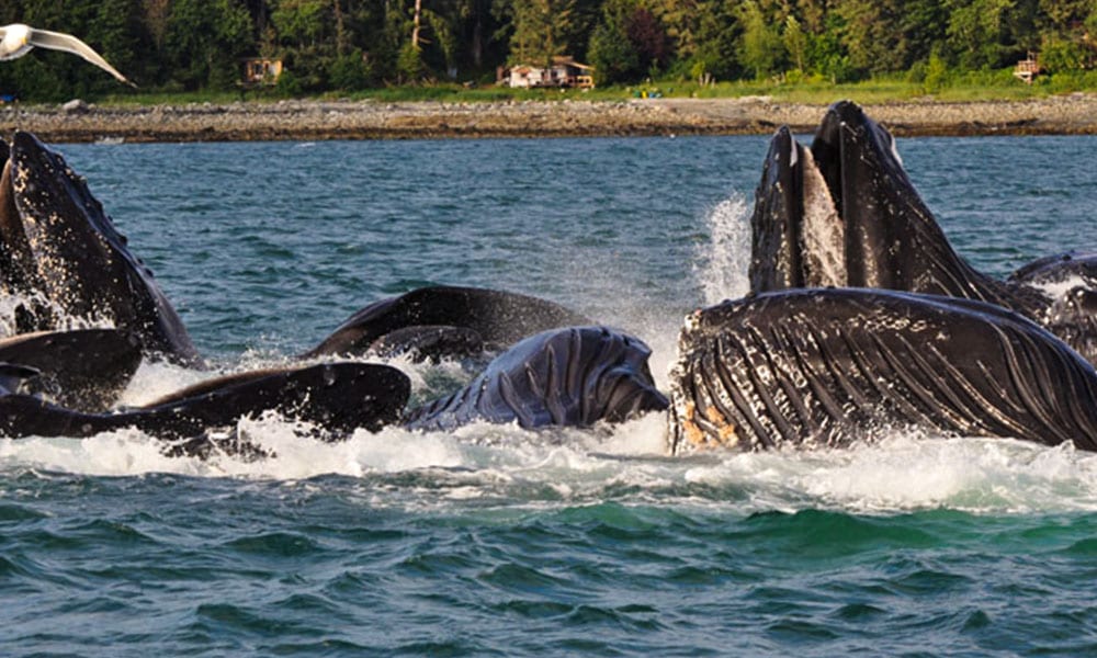 Whale Watching & Mendenhall Glacier Tour Tour Image 14