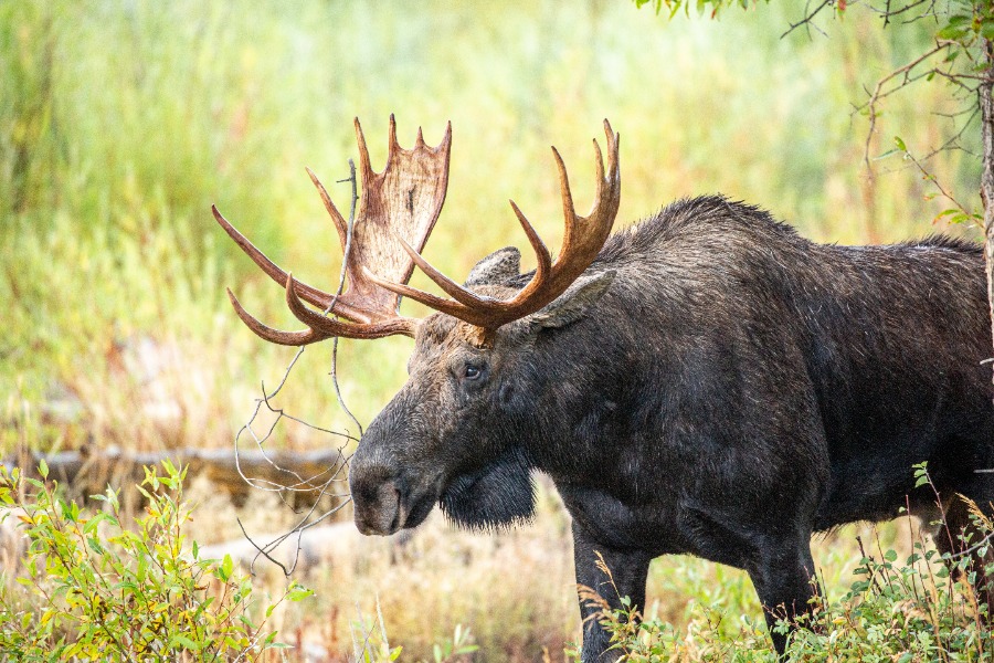 5 Best Summer Tours In Jackson Hole