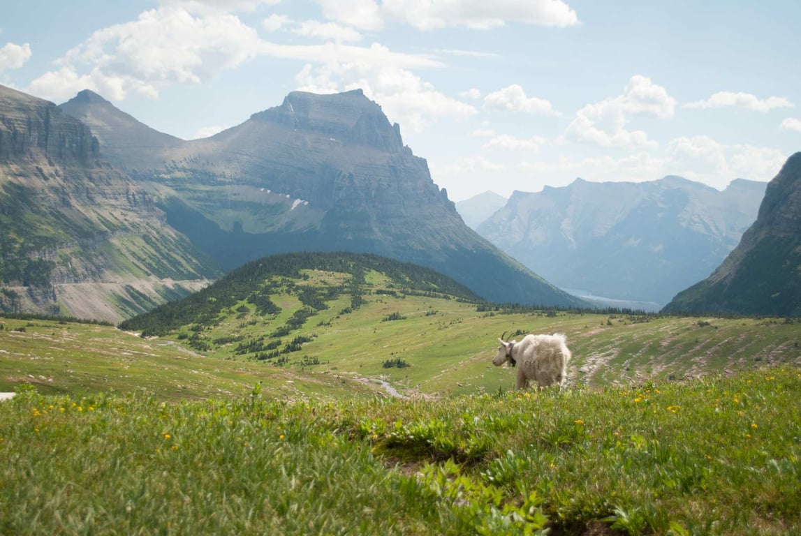 Hidden Lake Guided Day Hike In Glacier National Park Tour Image 5