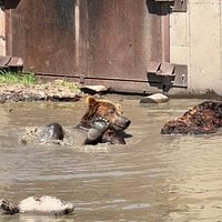 Bear Sanctuary right on the freeway! review image 3