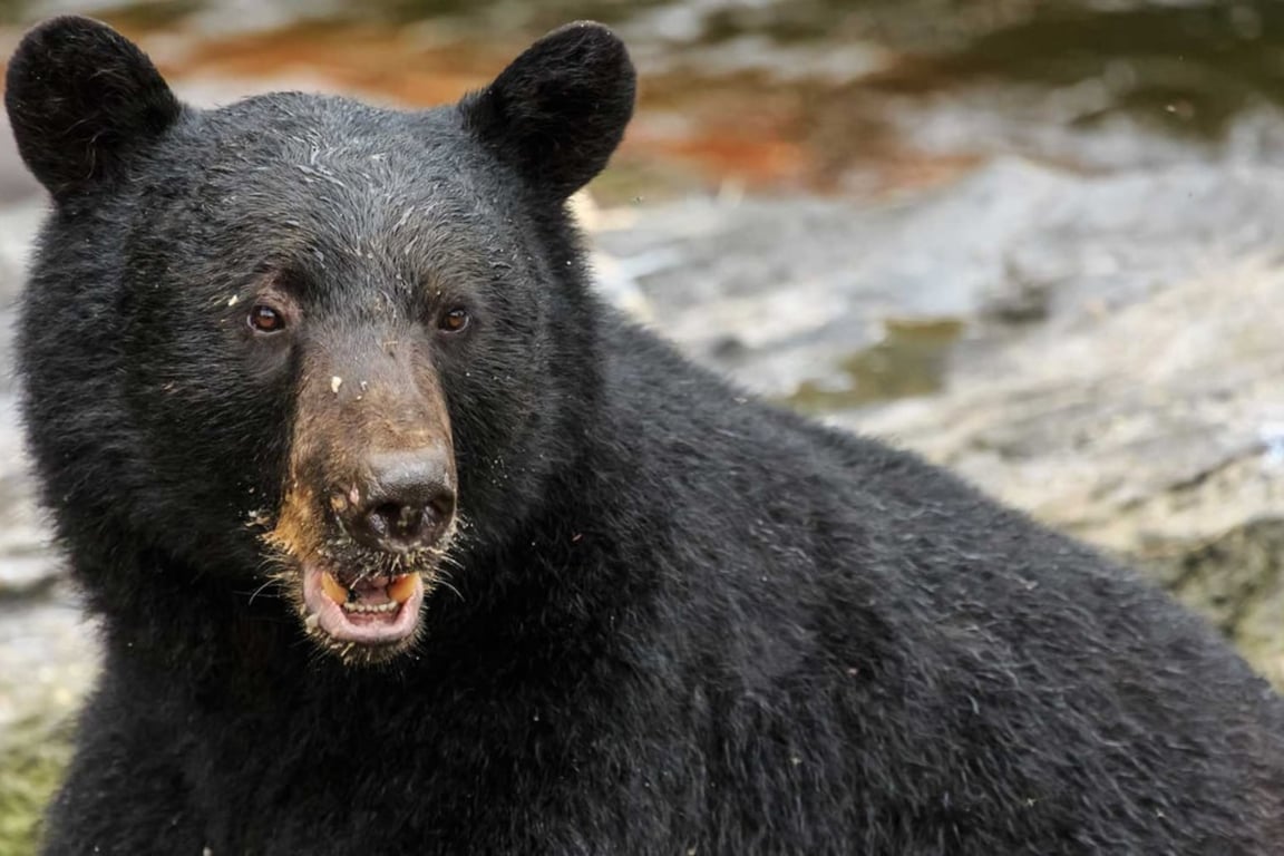 Neets Bay Bear Watch Tour Image 6