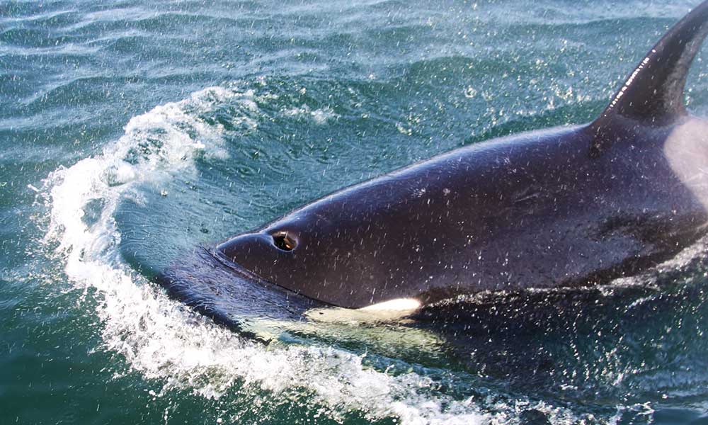 Whale Watching Tour Tour Image 9