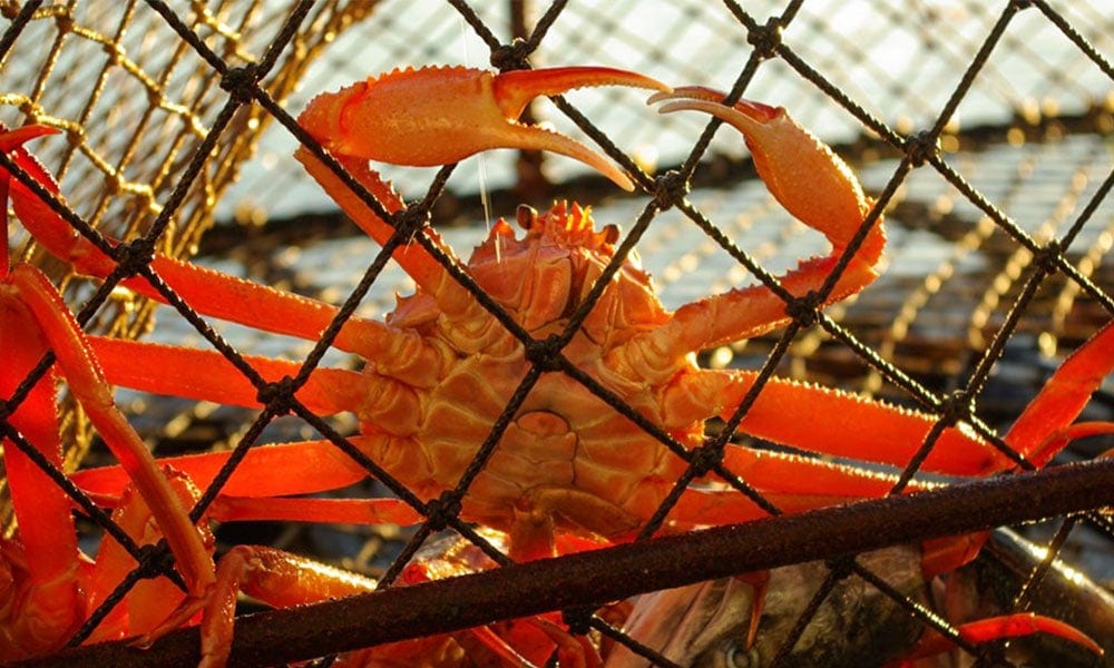 Bering Sea Crab Fishermen's Tour Tour Image 12