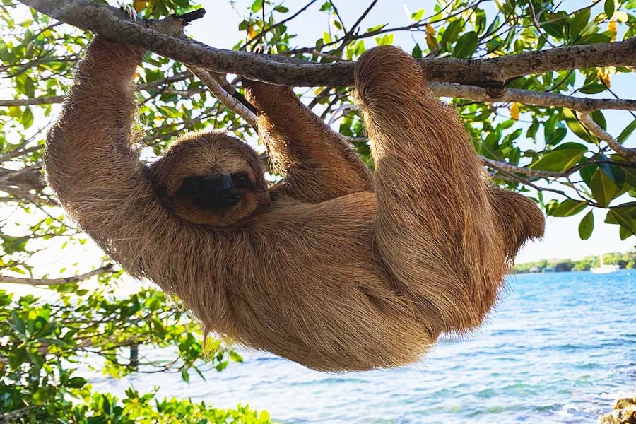 Sloths in Roatan