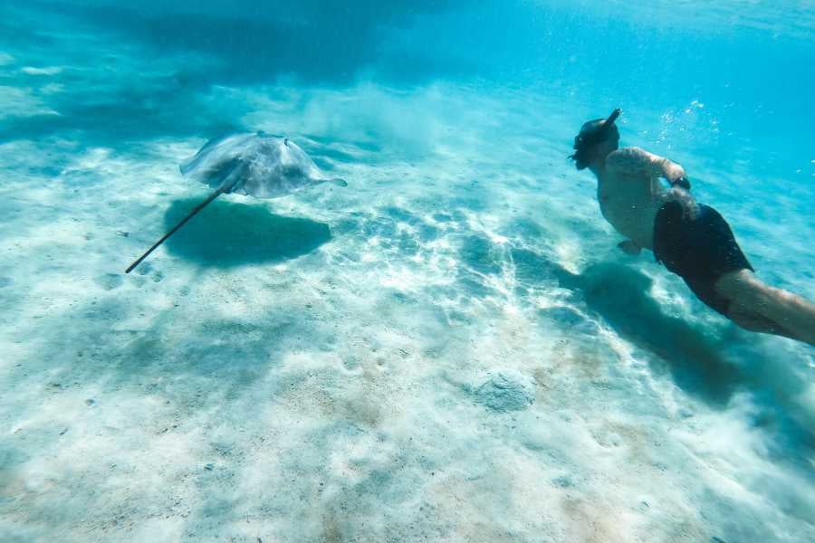 A man swimming with a stingray in clear ocean water