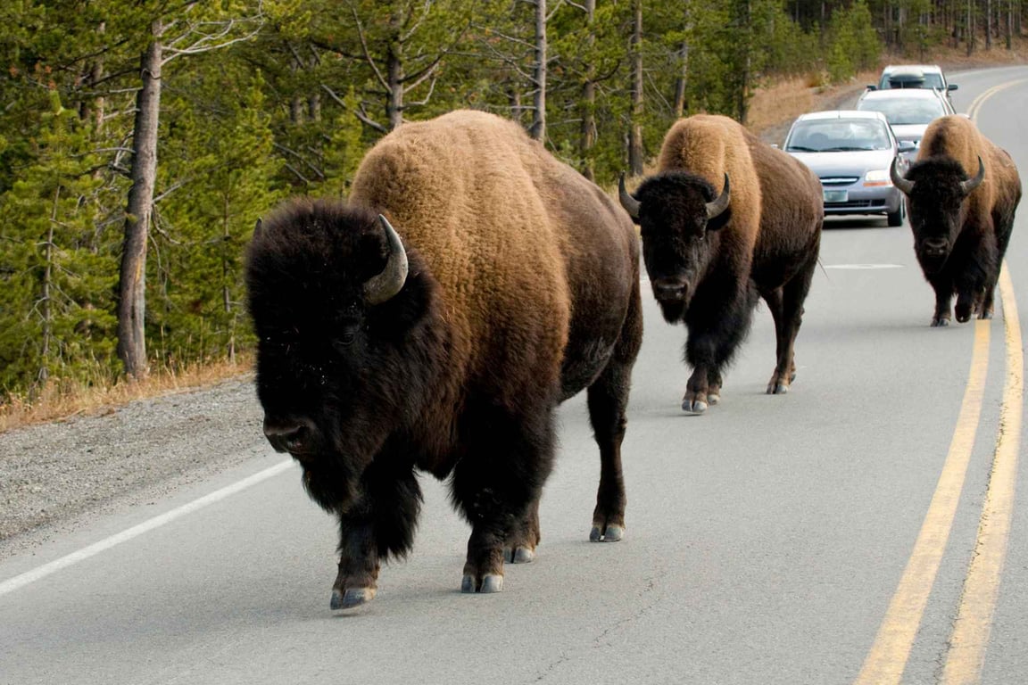 Private West Yellowstone Upper Loop Wildlife Photo Tour Tour Tour Image 8