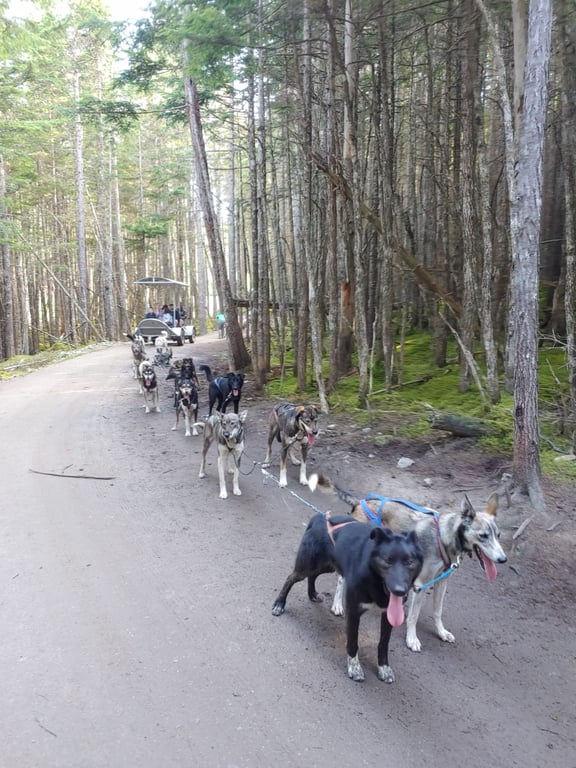 Mushers camp review image 0