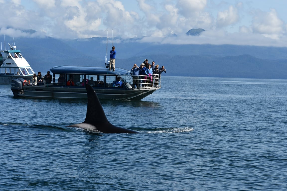 Whale and Drone Tour image
