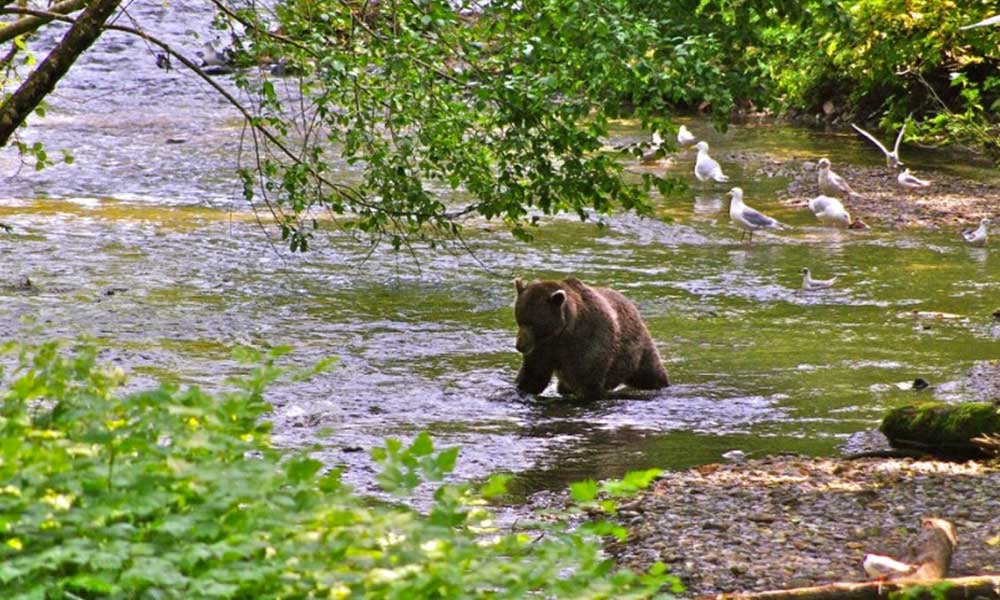 Pack Creek Brown Bear Viewing Tour Image 14