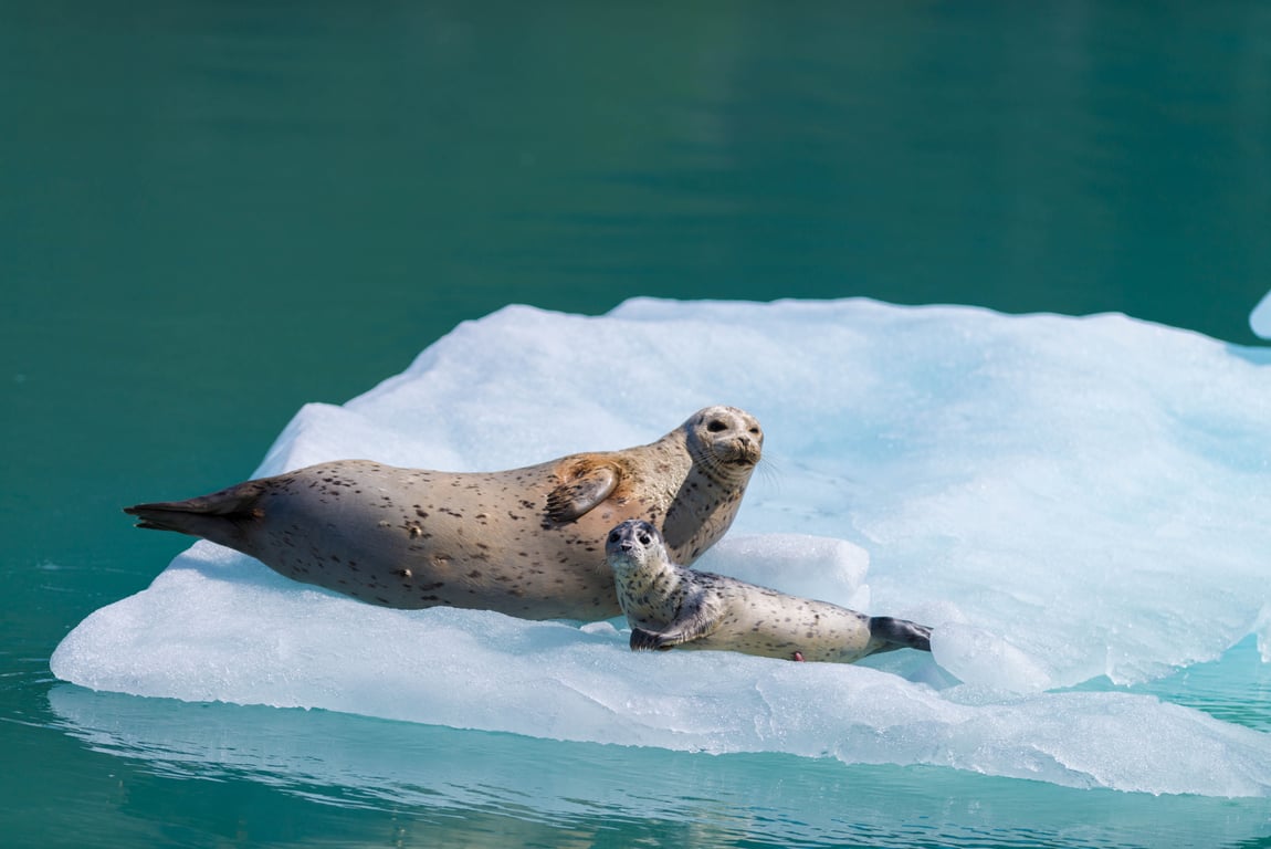 8.5 Hour Northwestern Fjord Cruise Tour Image 8