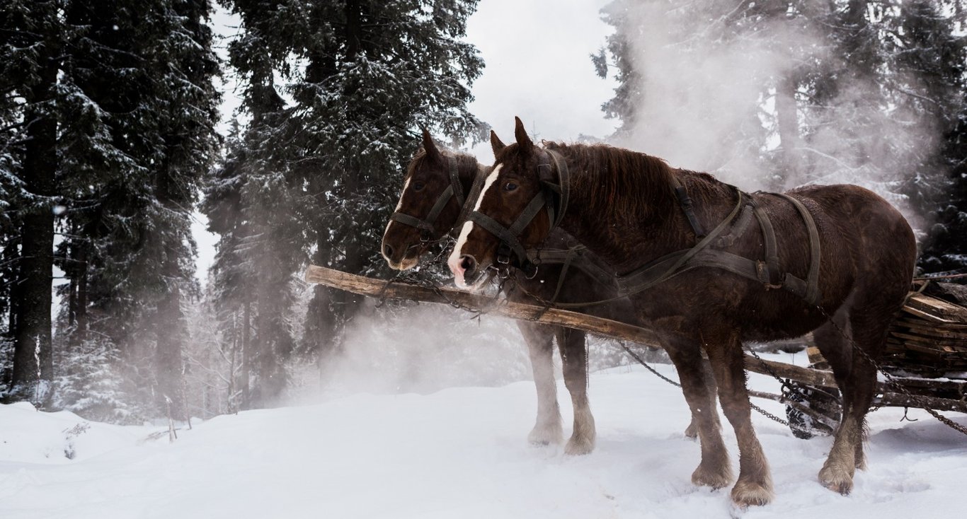 Free Guide: Choosing Tours In Jackson Hole