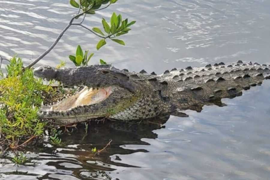 A crocodile rests partially submerged in water, its mouth open wide, showcasing sharp teeth near lush greenery.