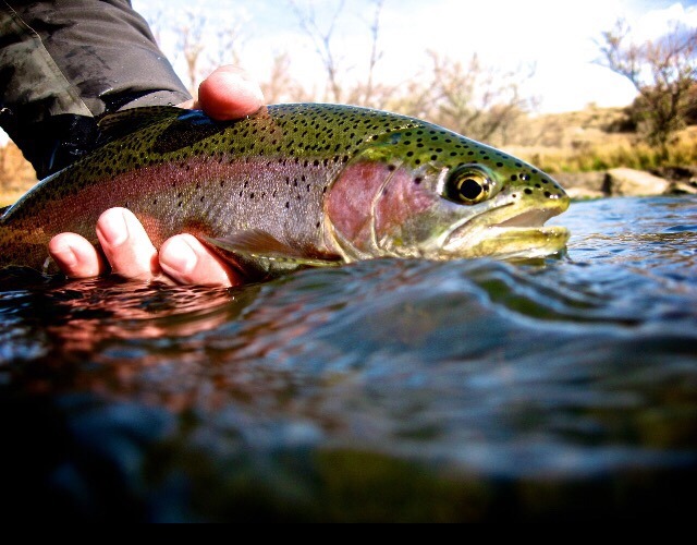 Fly Fishing in Flathead Lake image