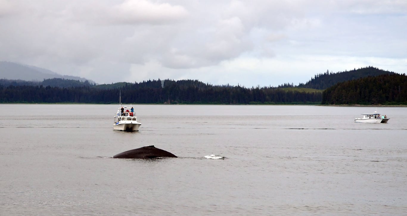 Guaranteed Whale Watching Adventure Tour Image 6