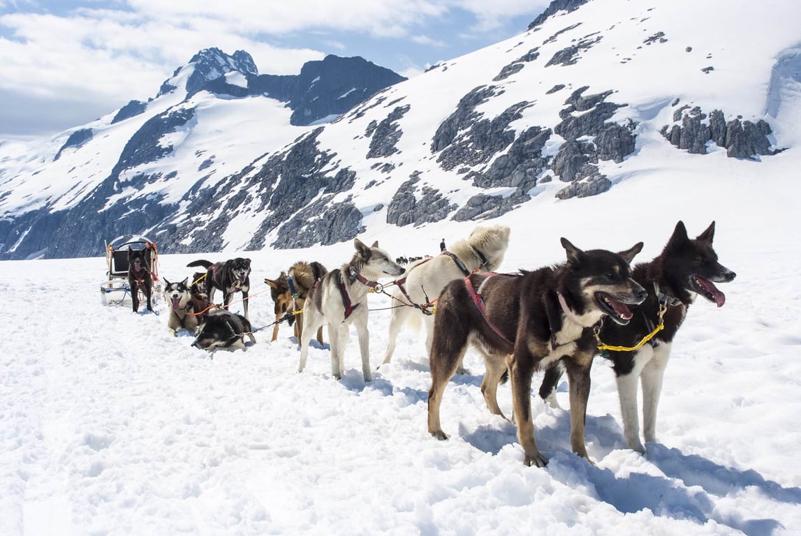 Dogsledding in Juneau: An Authentic Alaskan Experience