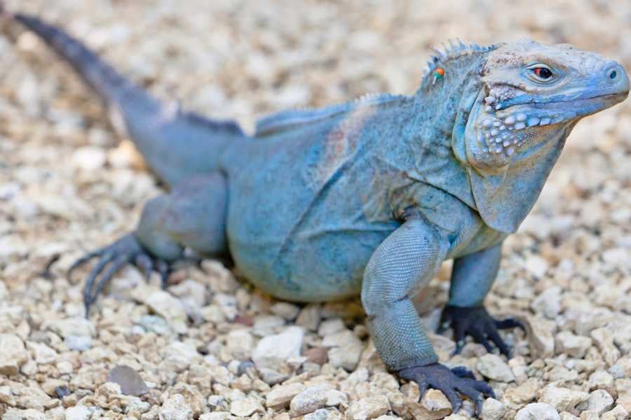 A bright blue iguana rests on some rocks, showing its scaly skin.