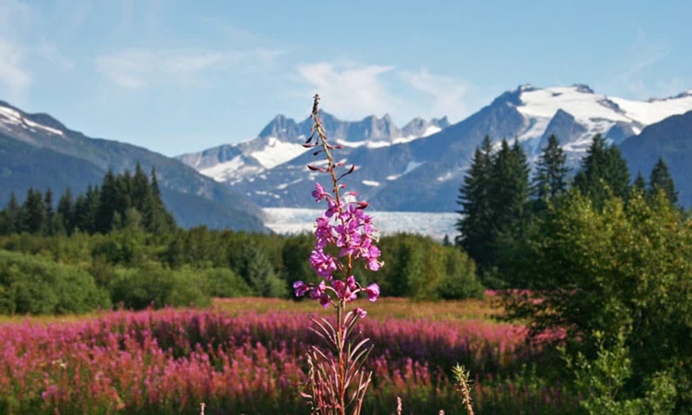 Private Juneau City and Glacier Tour image