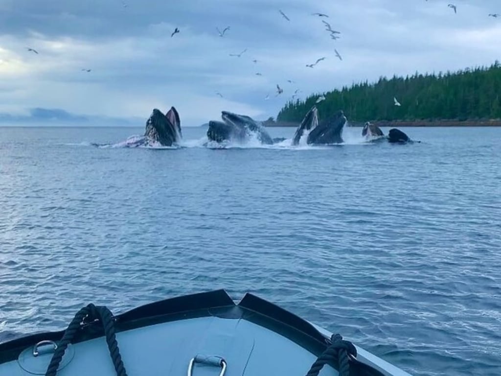 Marine Fast Boat Adventure image