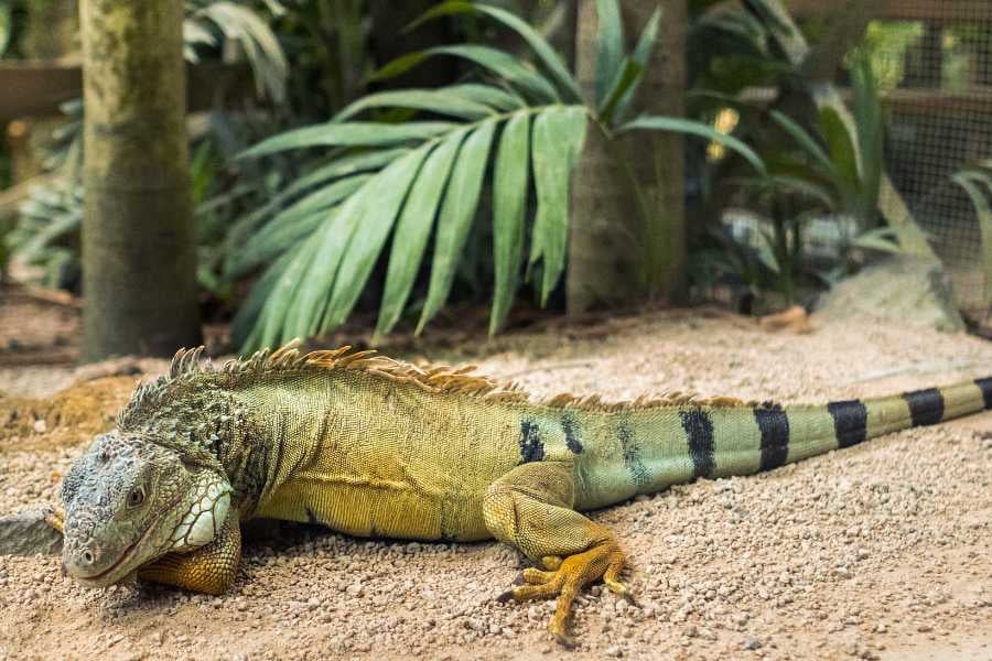 A green iguana rests in a tropical setting surrounded by leaves.