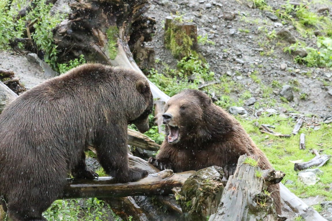 Guided Passenger Van Wildlife and Bear Viewing Tour Tour Image 6