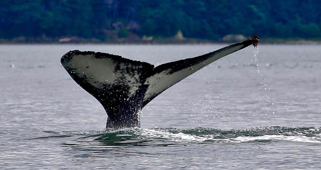 Juneau Whale Watching and Lighthouse Tour Tour Image 8