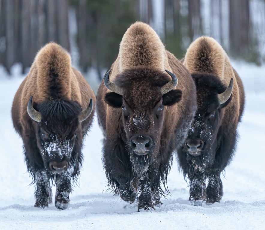 Private Winter Grand Teton Day Tour Tour Image 8