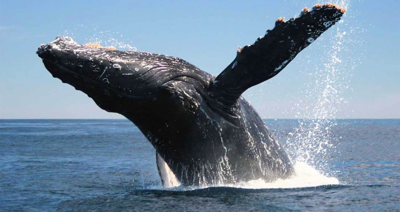 Juneau Whale Watching and Lighthouse Tour Tour Image 7