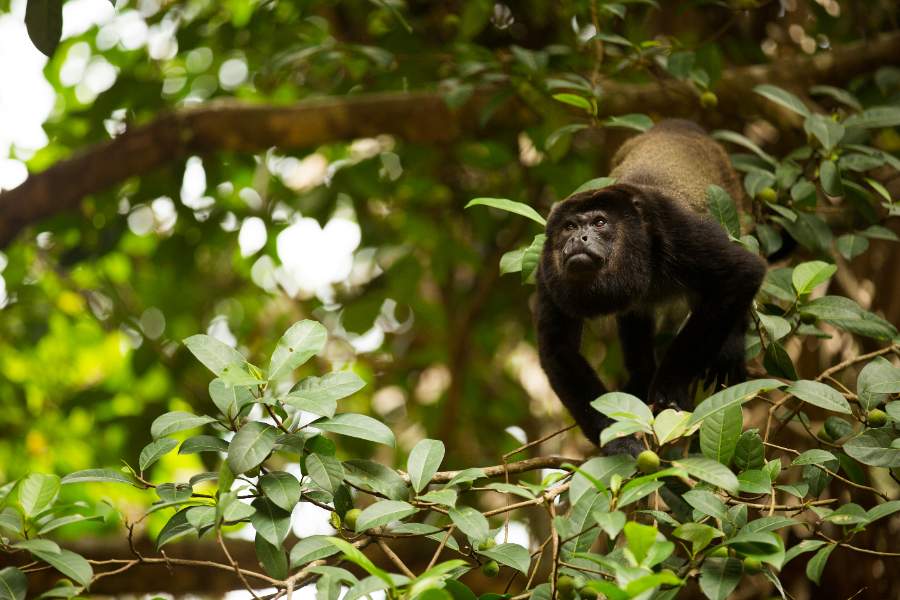 A monkey is swinging in the trees