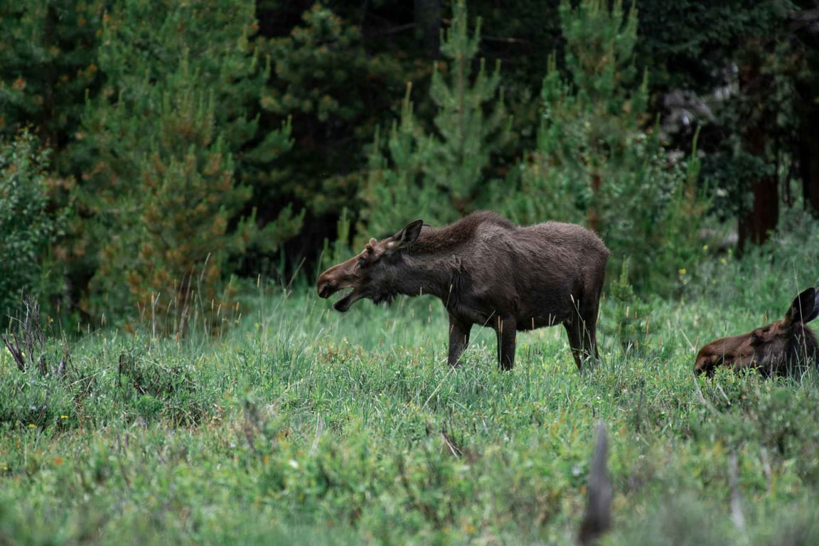 Private West Yellowstone Upper Loop Wildlife Photo Tour Tour Tour Image 11