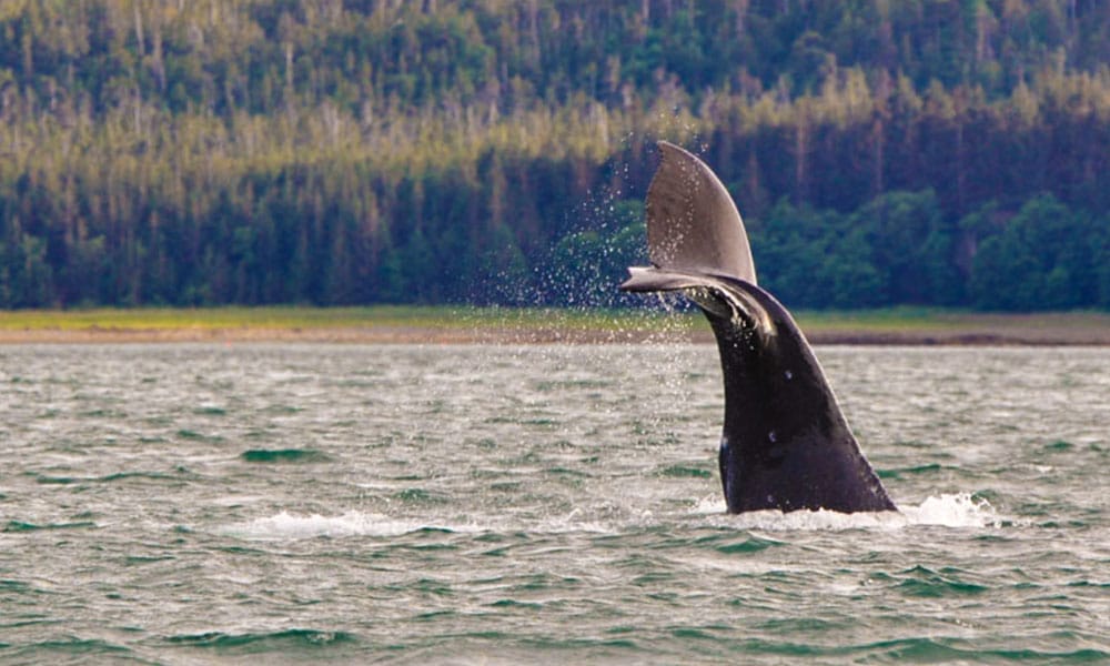 Whale Watching Tour Tour Image 35