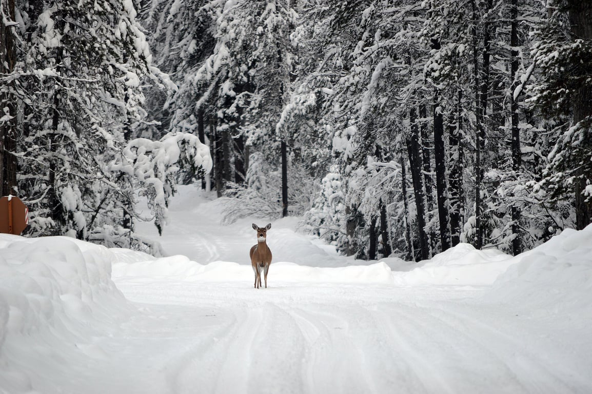 Glacier Park Cross-Country Skiing Tour Tour Image 7