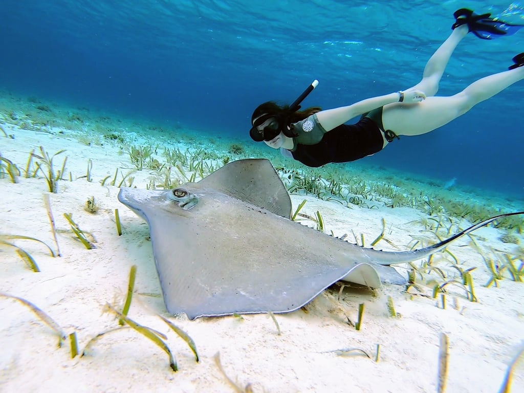 Cozumel Snorkeling Tour: Palancar, Colombia & El Cielo Reefs Tour Image 3