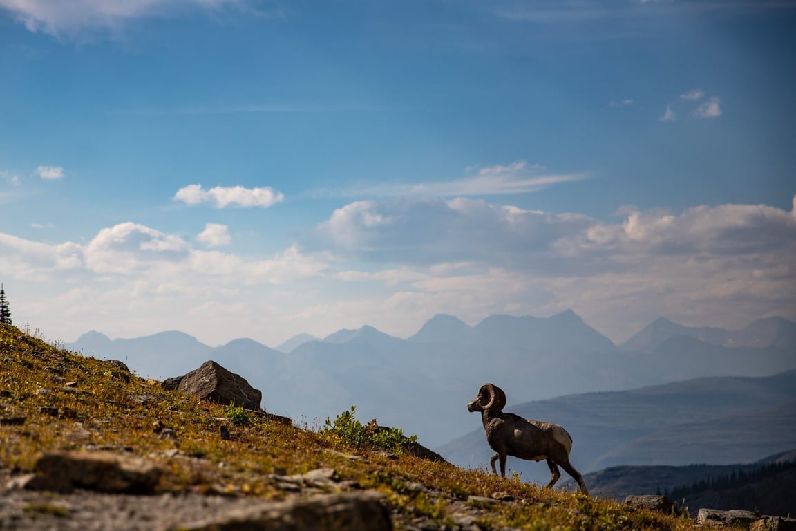 A bighorn sheep on the highline in Glacier National Park