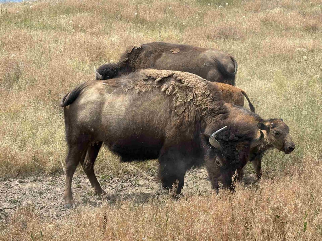 CSKT Bison Range Wildlife Viewing Tour Tour Image 3