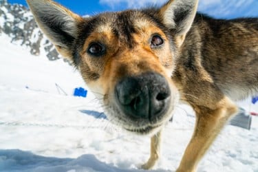 Seward Helicopter Dogsled & Bear Glacier Tour Tour Image 10