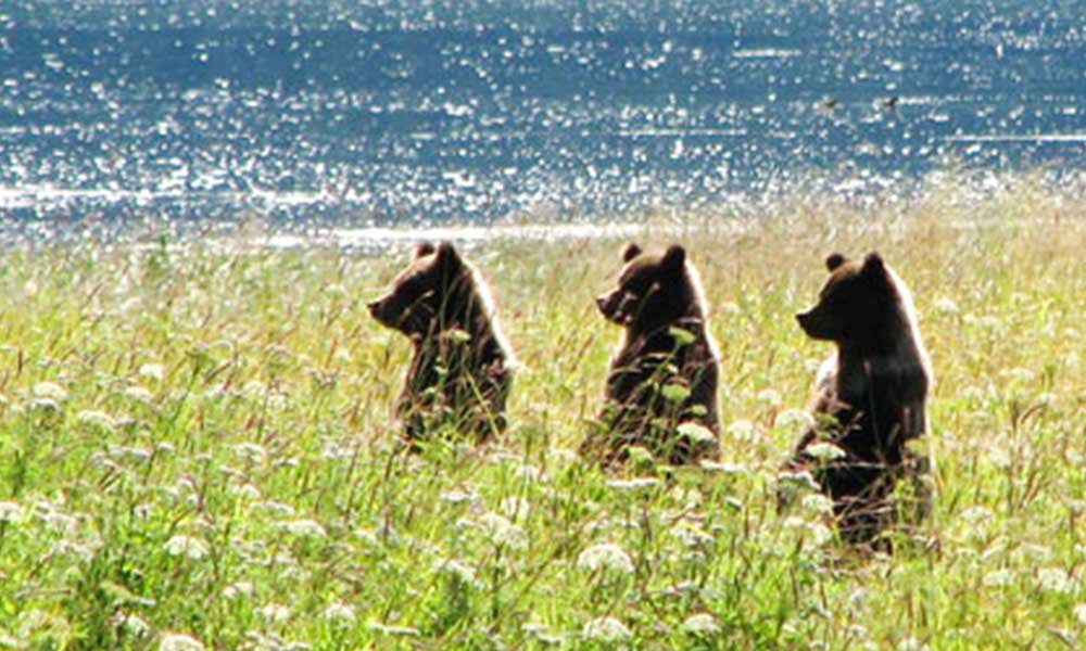 Pack Creek Brown Bear Viewing Tour Image 11