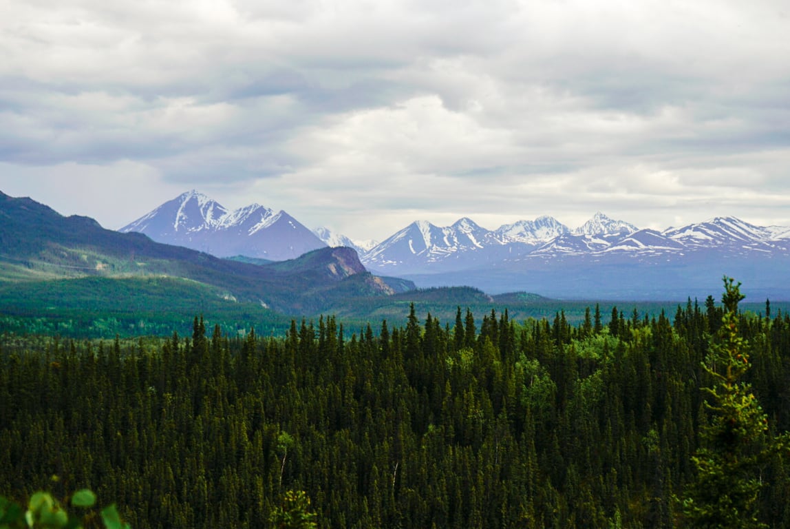 Denali Naturalist Walking Tour Tour Image 8