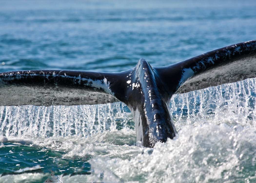 Whale Watching & Mendenhall Glacier Tour Tour Image 3