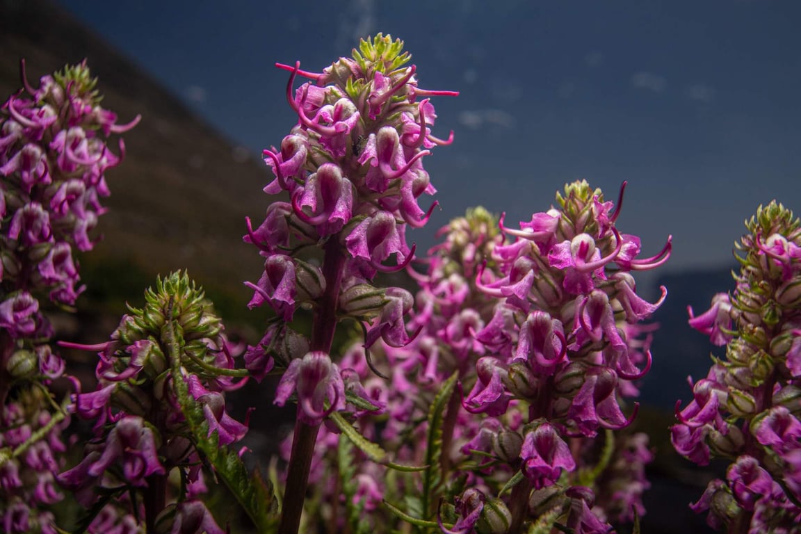 Siyeh Pass Glacier Park Guided Day Hike Tour Image 7