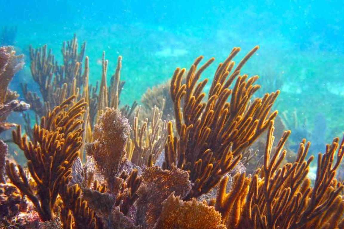 Coral