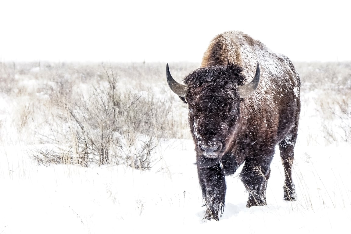 Snowcoach to Old Faithful: Exploring Yellowstone In Winter