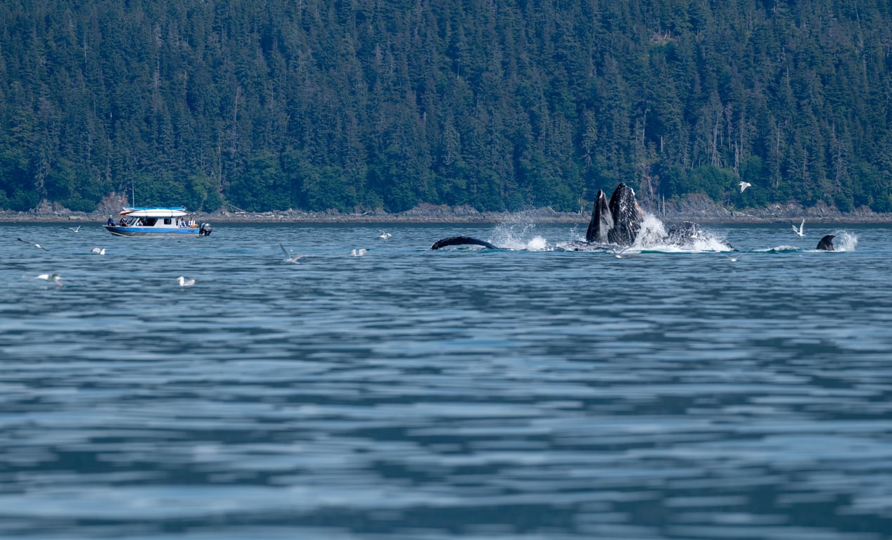 Paddle with Whales Kayak Adventure image