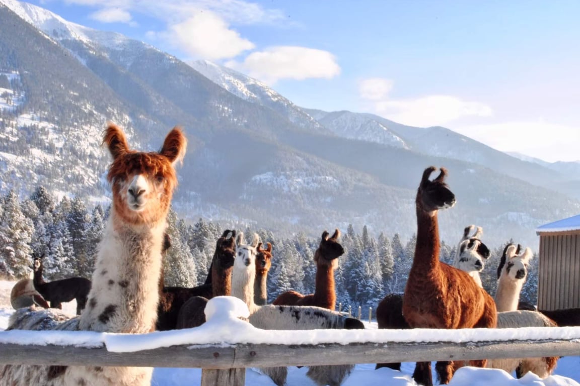 Private Llama Trek Experience Tour Image 2