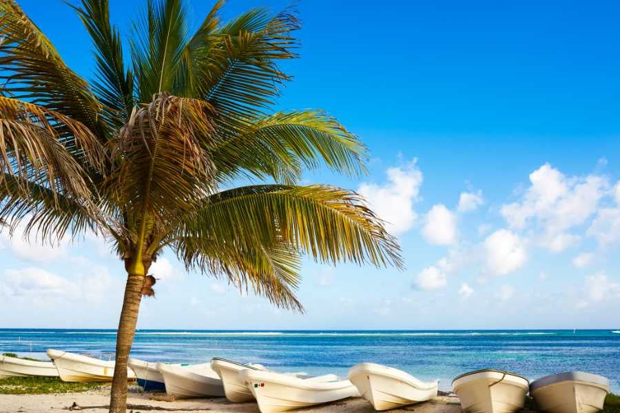 Tranquil beach lined with white boats and a single swaying palm tree.