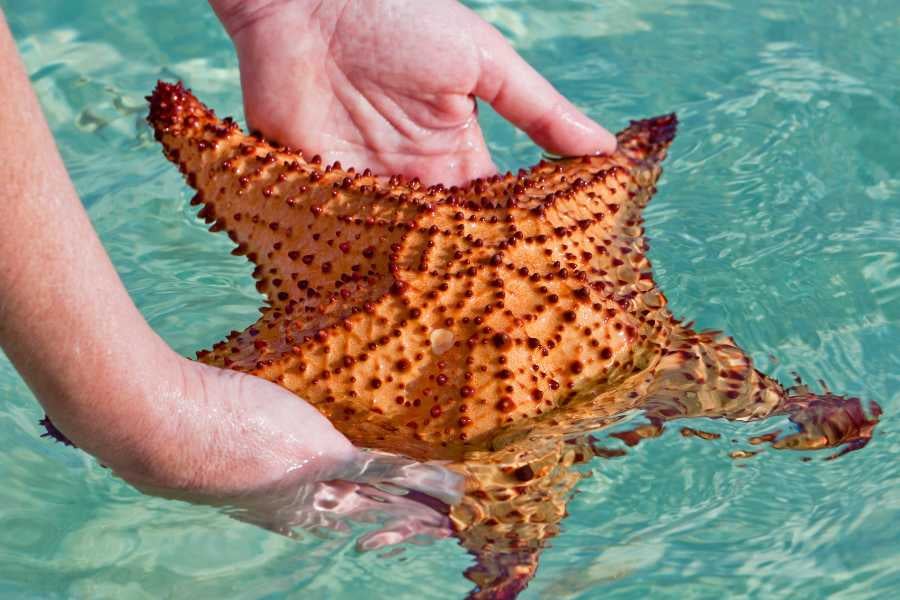 Hands gently hold a bright orange starfish in shallow, clear water near a tropical beach.