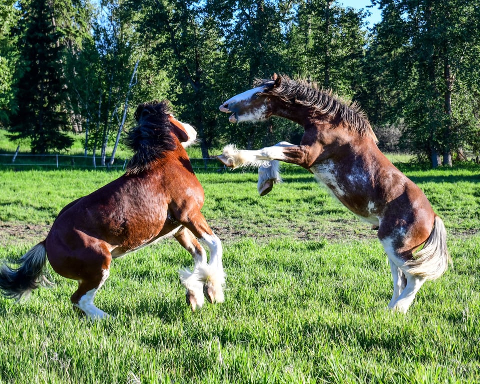 Clydesdale Encounter Tour Image 3