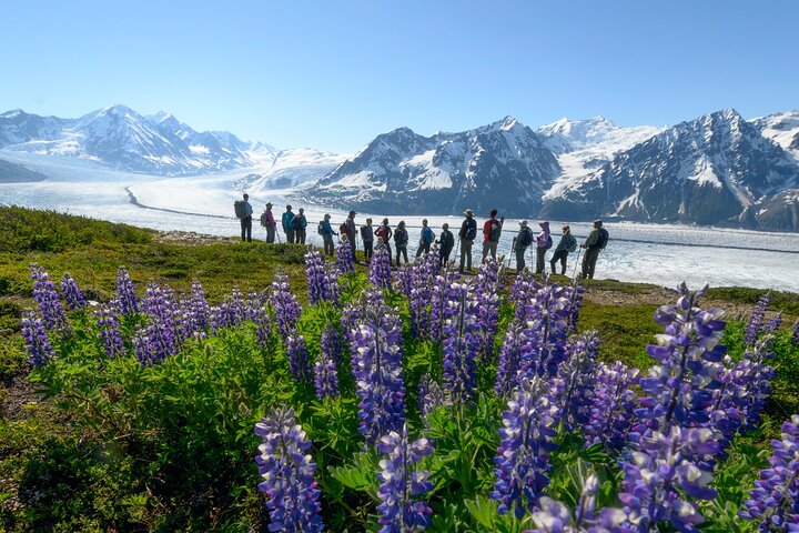 Anchorage Heli-Hiking Excursion Tour Image 10
