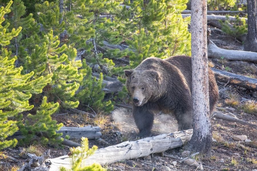 Bozeman to Yellowstone: Top Day Trip Tour Options for First-Timers