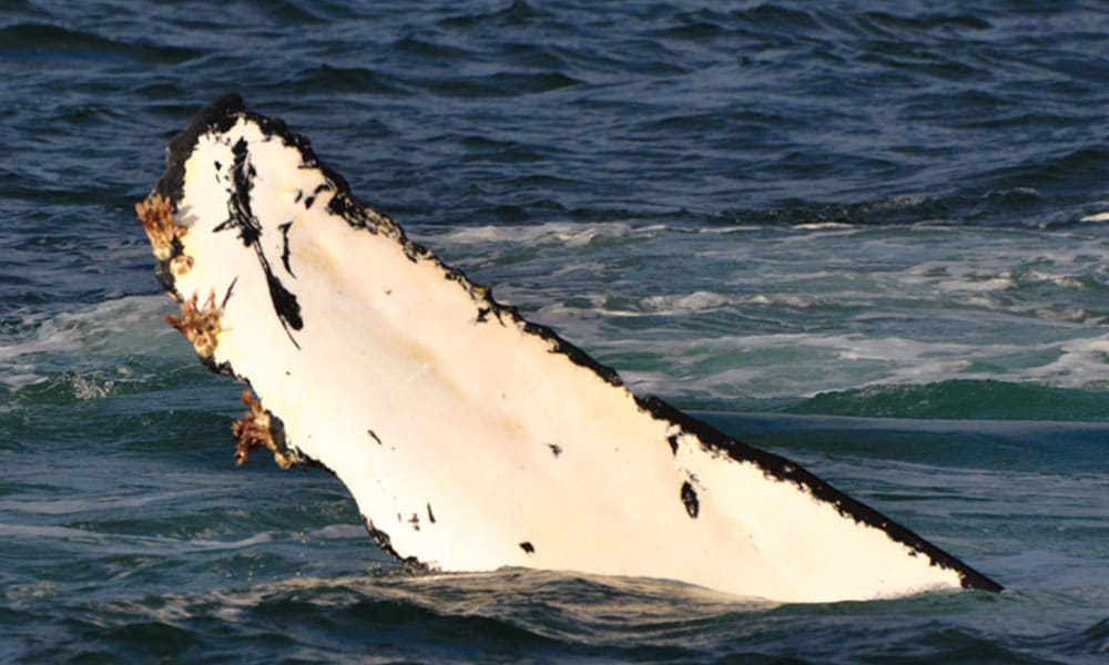 Whale Watching Tour Tour Image 34