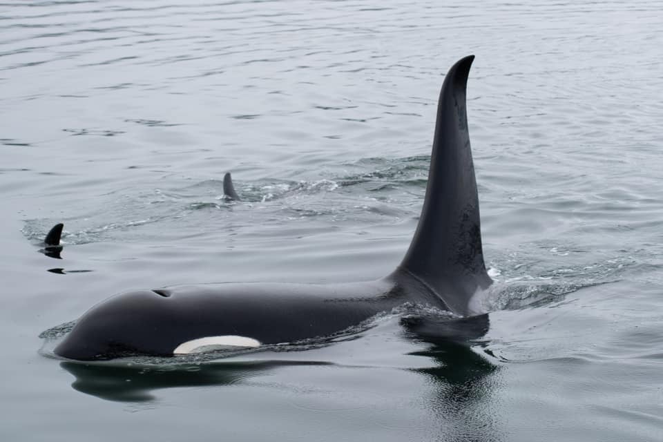 Whale and Drone Tour Tour Image 6